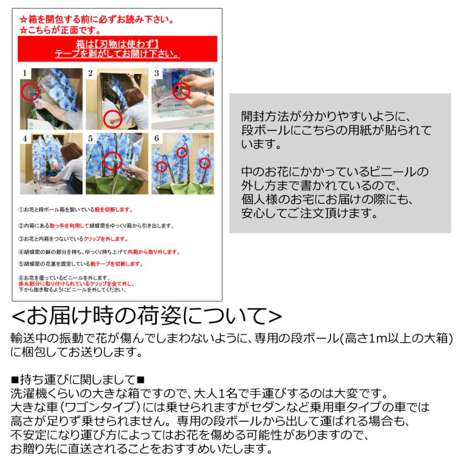【3本立】胡蝶蘭 花 鉢 蘭 開店 就任 御祝 誕生日 退職 喜寿 古希 卒寿 ギフト 贈答 彼岸 祝い プレゼント【27輪の青い胡蝶蘭〜ブルーエレガンス〜】 爆買_16