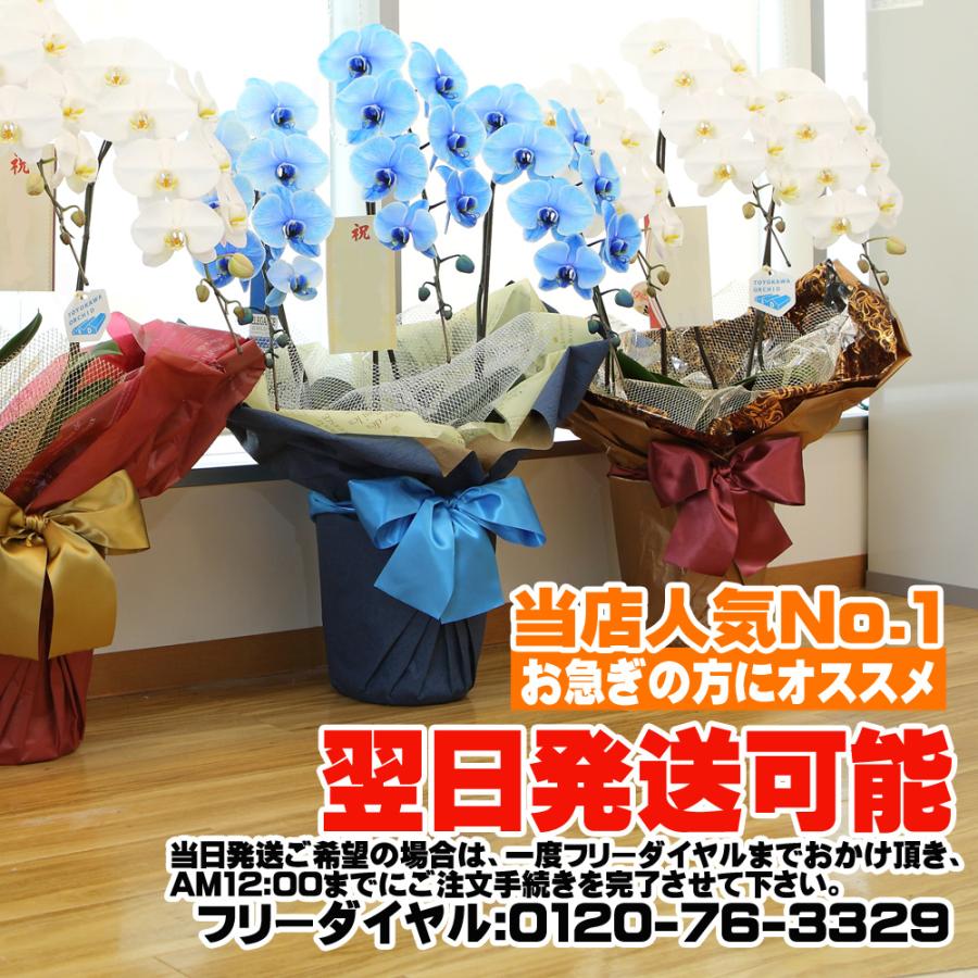 【3本立】胡蝶蘭 花 鉢 蘭 開店 就任 御祝 誕生日 退職 喜寿 古希 卒寿 ギフト 贈答 彼岸 祝い プレゼント【27輪の青い胡蝶蘭〜ブルーエレガンス〜】 爆買_17