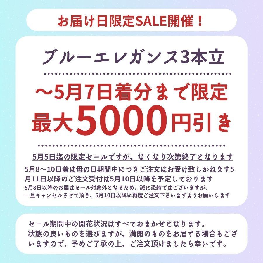 【3本立】胡蝶蘭 花 鉢 蘭 開店 就任 御祝 誕生日 退職 喜寿 古希 卒寿 ギフト 贈答 彼岸 祝い プレゼント【27輪の青い胡蝶蘭〜ブルーエレガンス〜】 爆買_1
