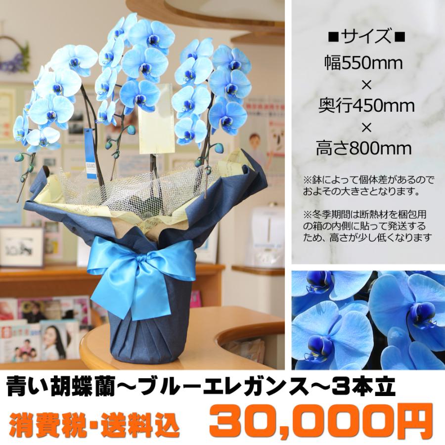 【3本立】胡蝶蘭 花 鉢 蘭 開店 就任 御祝 誕生日 退職 喜寿 古希 卒寿 ギフト 贈答 彼岸 祝い プレゼント【27輪の青い胡蝶蘭〜ブルーエレガンス〜】 爆買_3
