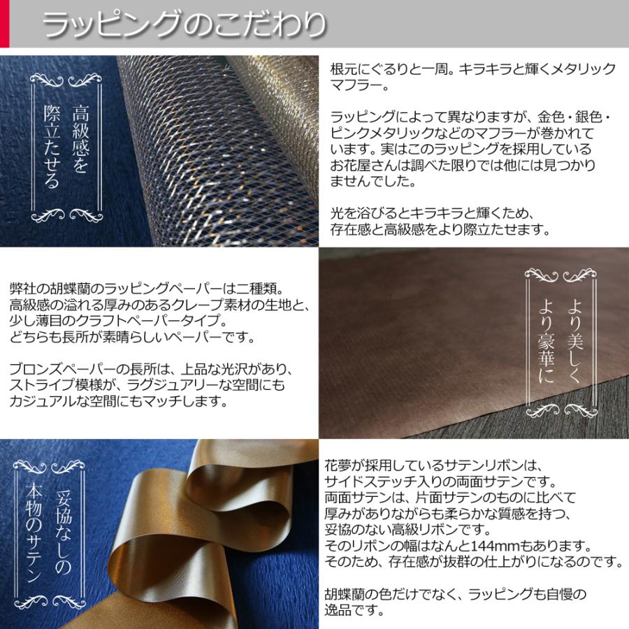 【3本立】胡蝶蘭 花 鉢 蘭 開店 就任 御祝 誕生日 退職 喜寿 古希 卒寿 ギフト 贈答 彼岸 祝い プレゼント【27輪の青い胡蝶蘭〜ブルーエレガンス〜】 爆買_4