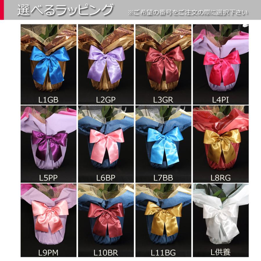 【3本立】胡蝶蘭 花 鉢 蘭 開店 就任 御祝 誕生日 退職 喜寿 古希 卒寿 ギフト 贈答 彼岸 祝い プレゼント【27輪の青い胡蝶蘭〜ブルーエレガンス〜】 爆買_5