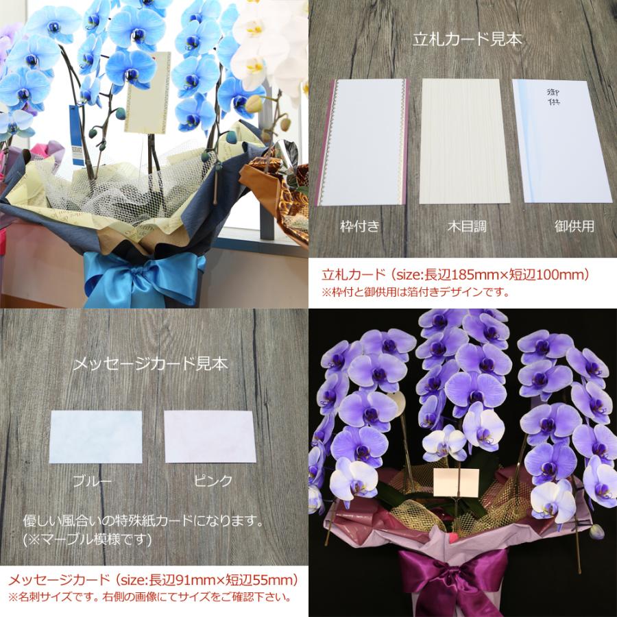 【3本立】胡蝶蘭 花 鉢 蘭 開店 就任 御祝 誕生日 退職 喜寿 古希 卒寿 ギフト 贈答 彼岸 祝い プレゼント【27輪の青い胡蝶蘭〜ブルーエレガンス〜】 爆買_6
