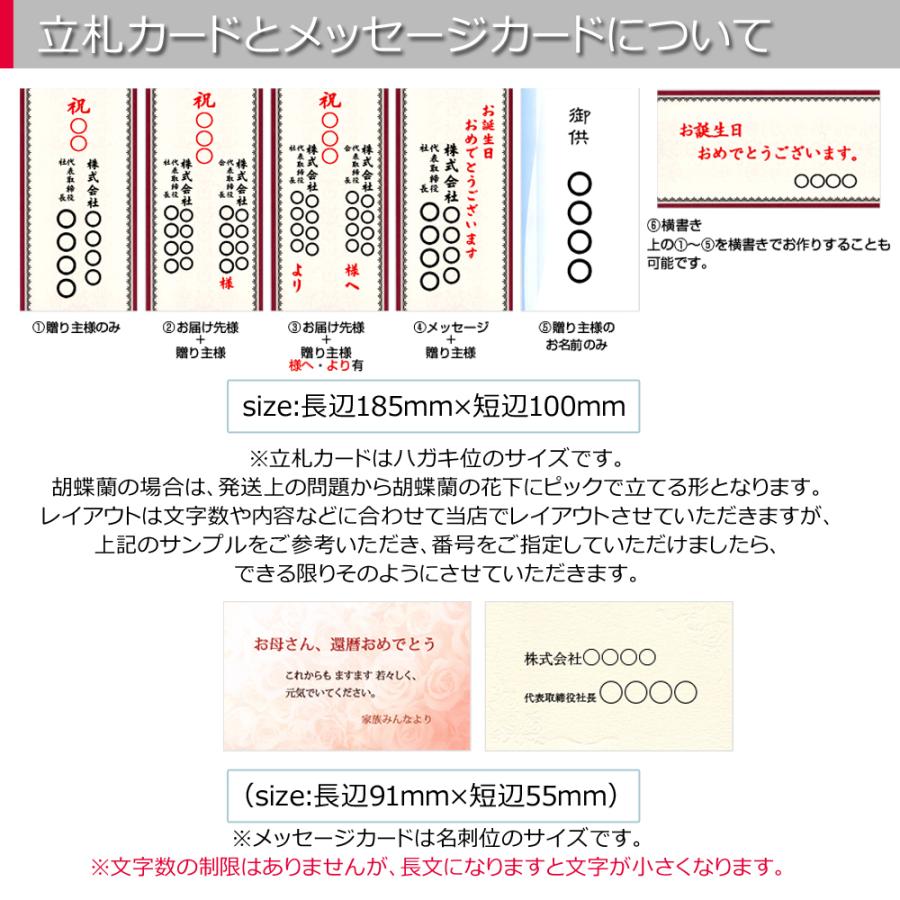【3本立】胡蝶蘭 花 鉢 蘭 開店 就任 御祝 誕生日 退職 喜寿 古希 卒寿 ギフト 贈答 彼岸 祝い プレゼント【27輪の青い胡蝶蘭〜ブルーエレガンス〜】 爆買_7