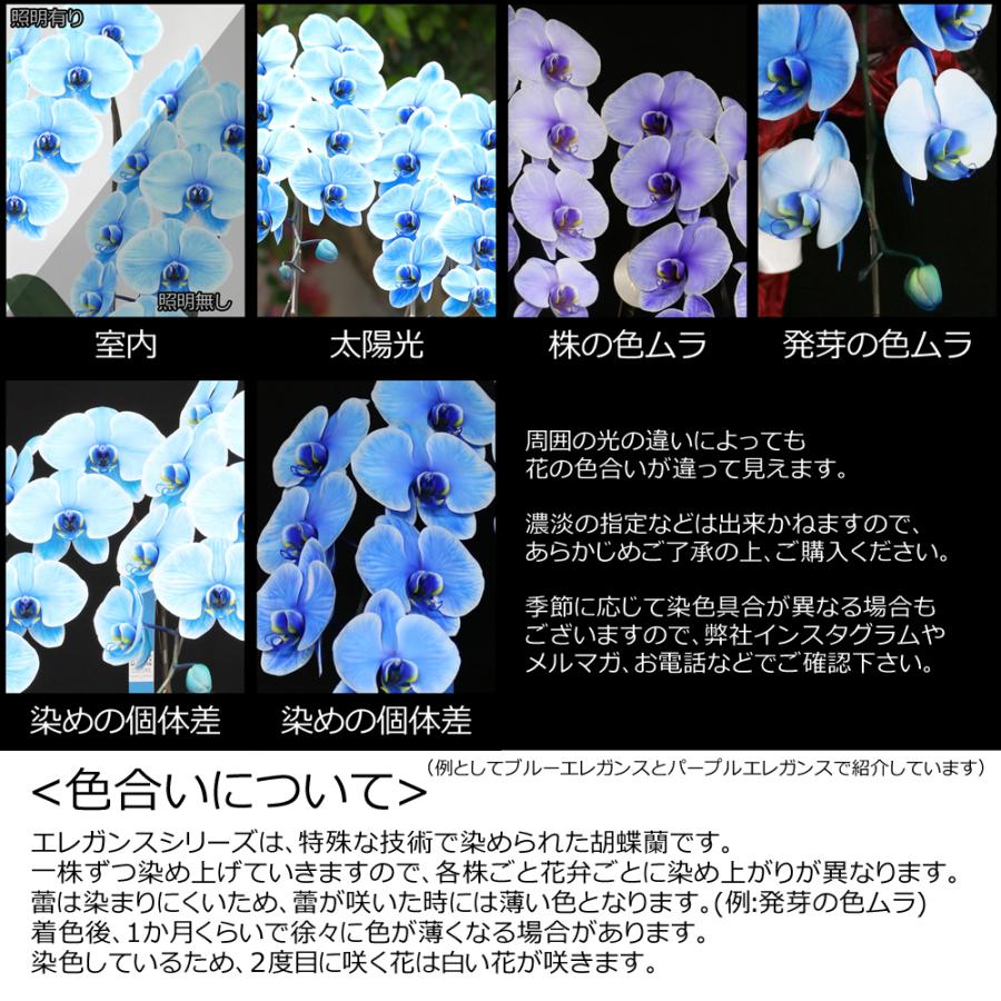 【3本立】胡蝶蘭 花 鉢 蘭 開店 就任 御祝 誕生日 退職 喜寿 古希 卒寿 ギフト 贈答 彼岸 祝い プレゼント【27輪の青い胡蝶蘭〜ブルーエレガンス〜】 爆買_8