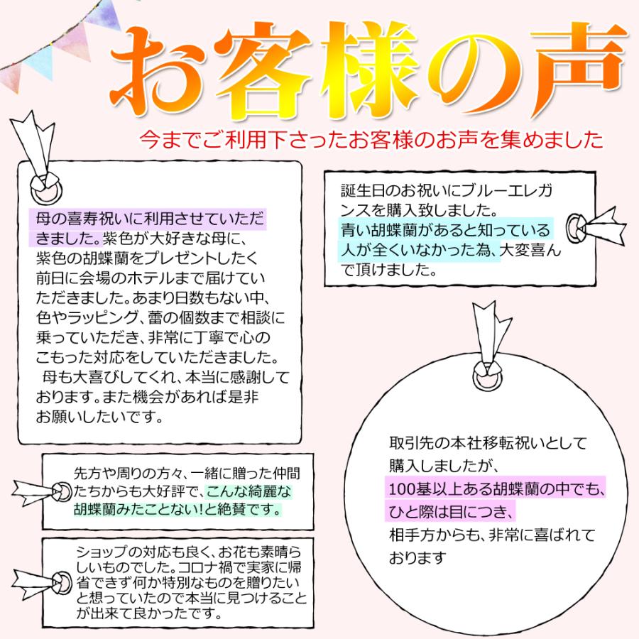 【3本立】胡蝶蘭 花 鉢 蘭 開店 就任 御祝 誕生日 退職 喜寿 古希 卒寿 ギフト 贈答 彼岸 祝い プレゼント【27輪の青い胡蝶蘭〜ブルーエレガンス〜】 爆買_10