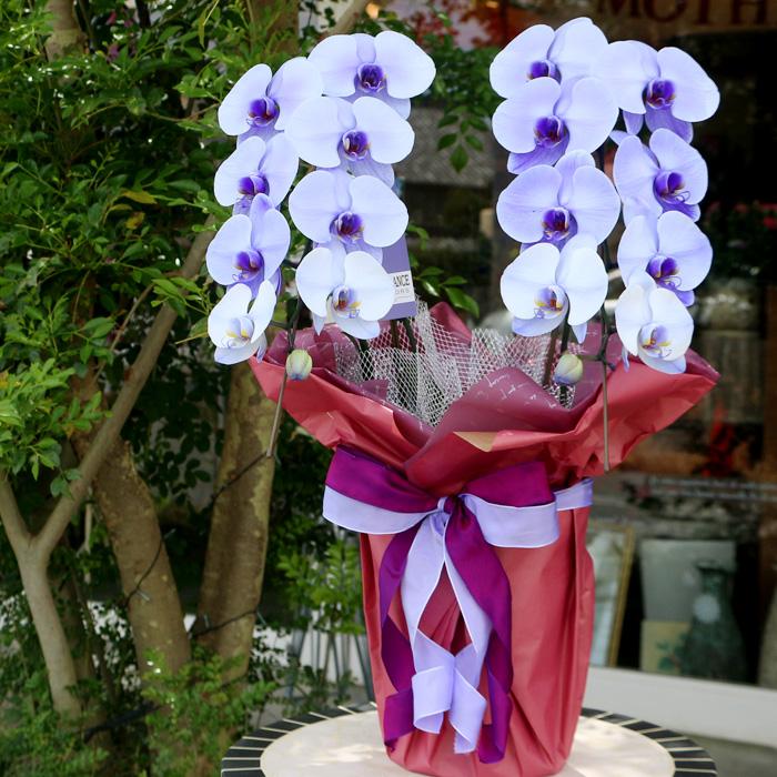 2本立】正月 花 鉢 蘭 開店 就任 御祝 誕生日 退職 喜寿 古希 卒寿 