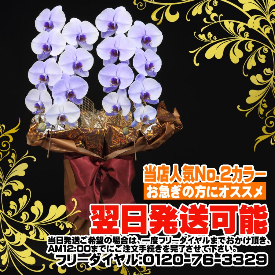 2本立】正月 花 鉢 蘭 開店 就任 御祝 誕生日 退職 喜寿 古希 卒寿 