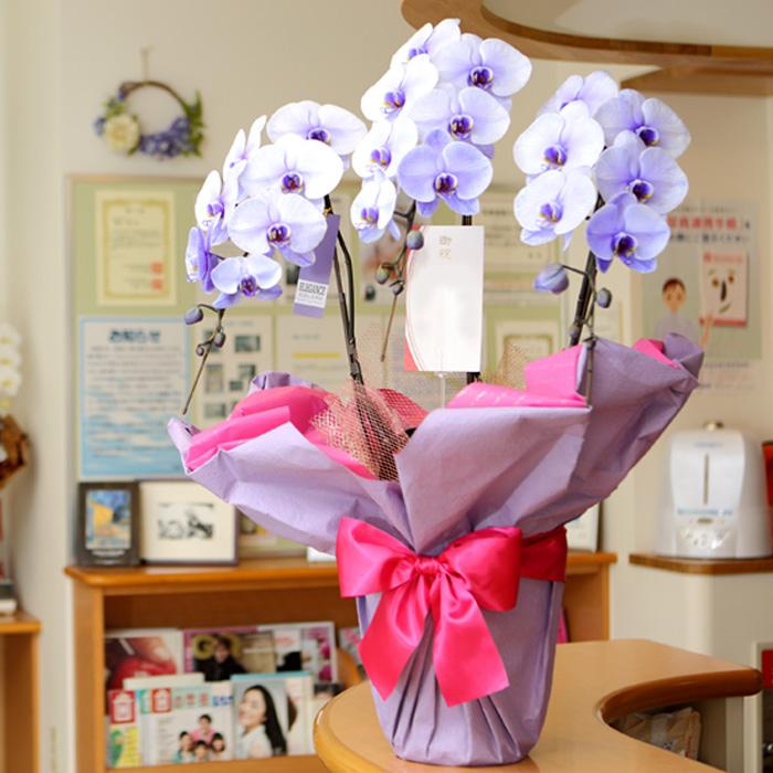 3本立】胡蝶蘭 花 鉢 蘭 開店 就任 お祝い 誕生日 退職 喜寿 古希 卒寿