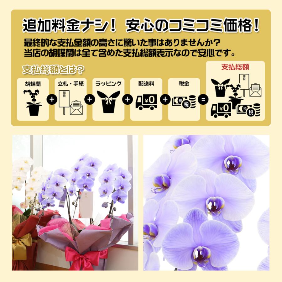 3本立】胡蝶蘭 花 鉢 蘭 開店 就任 お祝い 誕生日 退職 喜寿 古希 卒寿