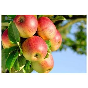 無添加りんご 赤りんご 砂糖不使用 40g／20gパックが2袋入り ドライ