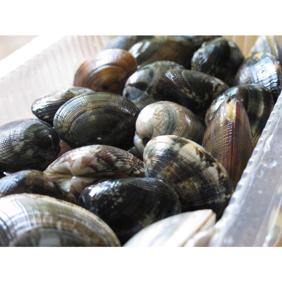 国産 殻付き冷凍あさり １k 500g 2p 売店 送料無料 砂抜き 冷凍あさり 冷凍