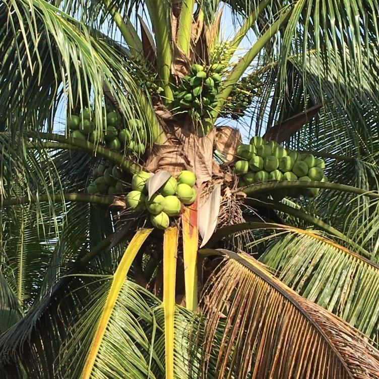 送料無料】成熟オールドココナッツ 12玉（ココナッツ 12玉） ココヤシ