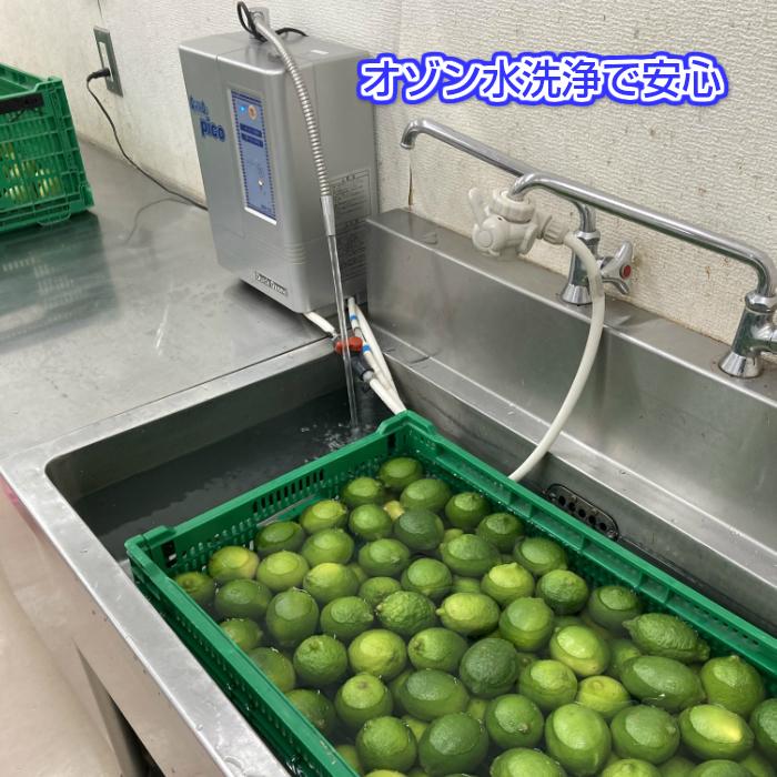 送料無料  防ばい剤不使用（メキシコ産ライム 1kg 常温便）ポストハーベスト 農薬、防腐剤不使用 約8〜11個 青果｜fs-yokohama｜05