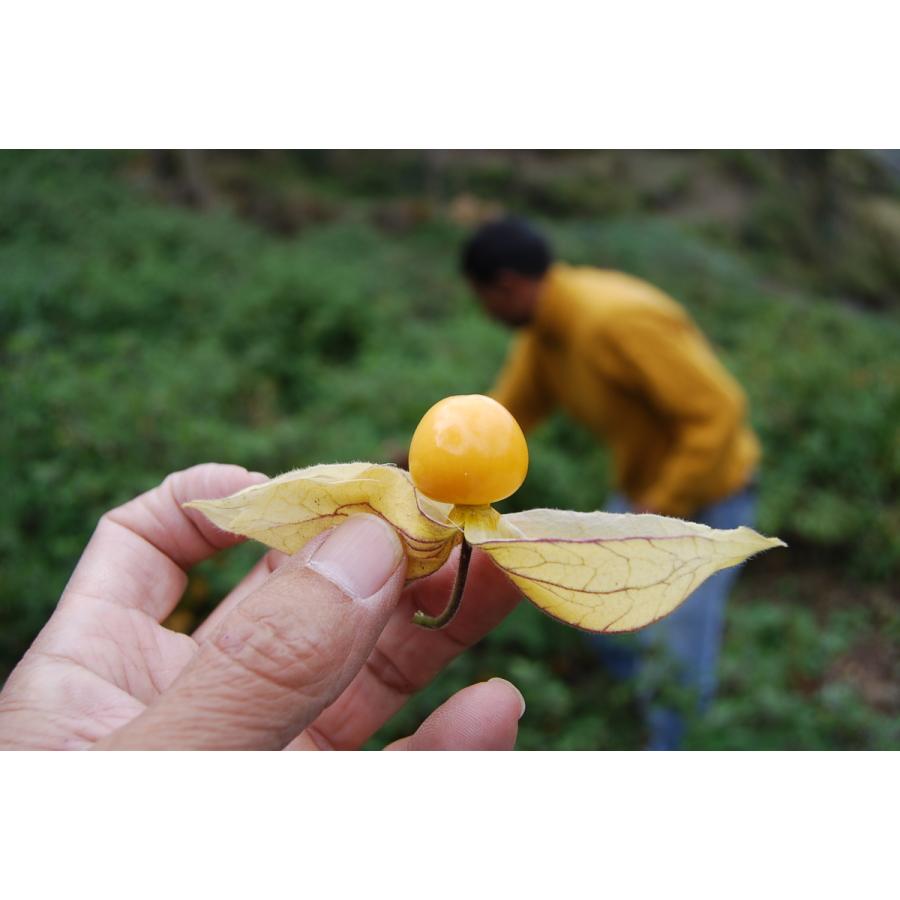 無添加インカベリー 10kg／5kgパックが2袋入（インカベリー5kg×2P