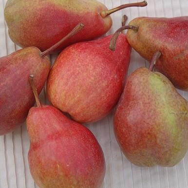 砂糖不使用 ドライペアー 洋梨 500g 送料無料 梨 なし 種抜き 無糖 洋梨500g ドライフルーツ 無着色 チャック袋 半生 ジューシー 南アフリカ産 573 横浜ポット 通販 Yahoo ショッピング