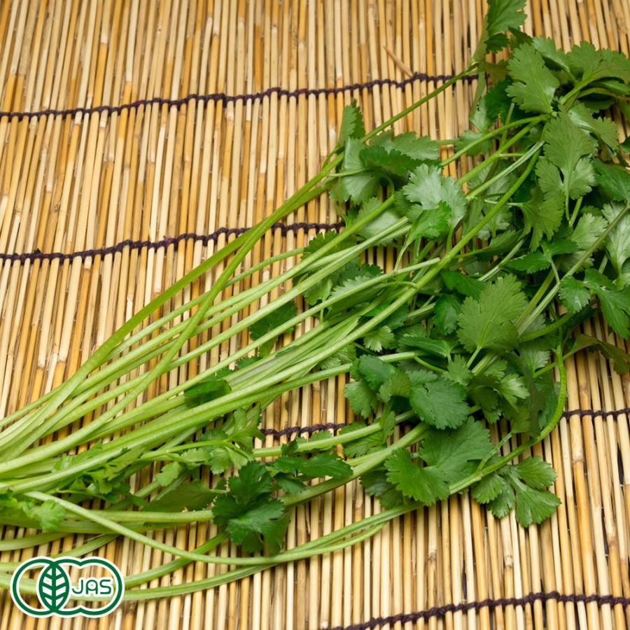 魅了 クール冷蔵便 有機 パクチー 3kg 有機jas 千葉県 びおロジ 産地直送 最高の Mapolishing Com