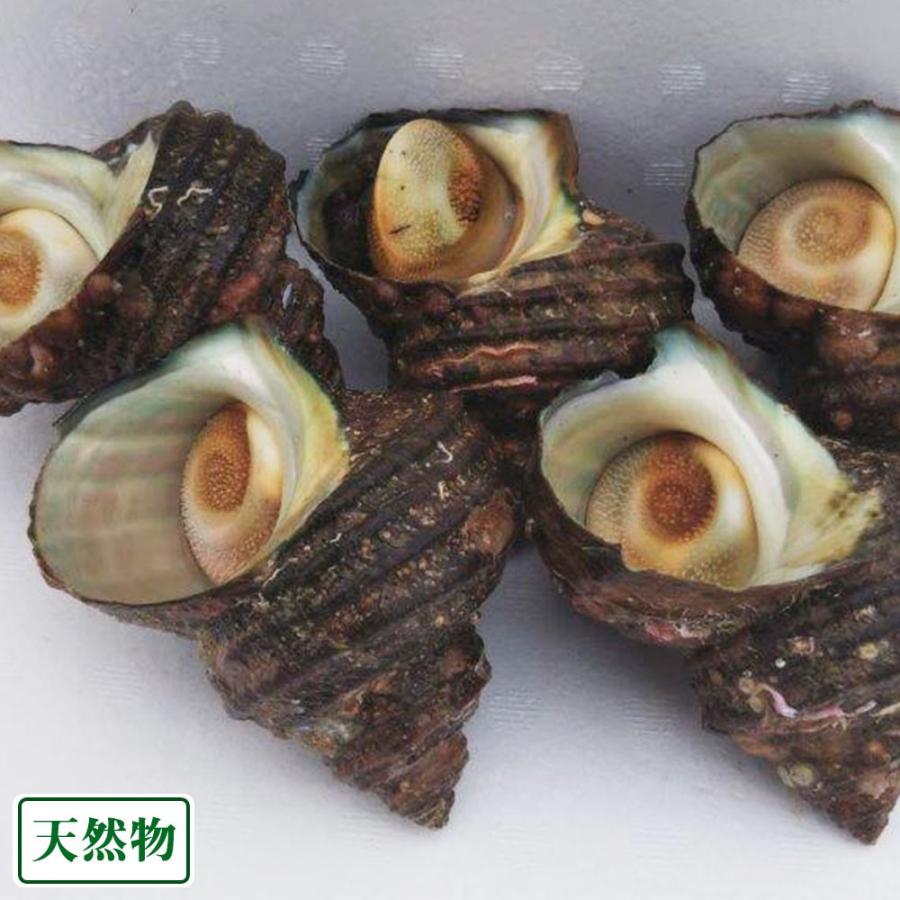 評判 クール冷蔵便 天然 活 瀬戸サザエ 約5kg 天然物 瀬戸地区 愛媛県 風車の町佐田岬の会