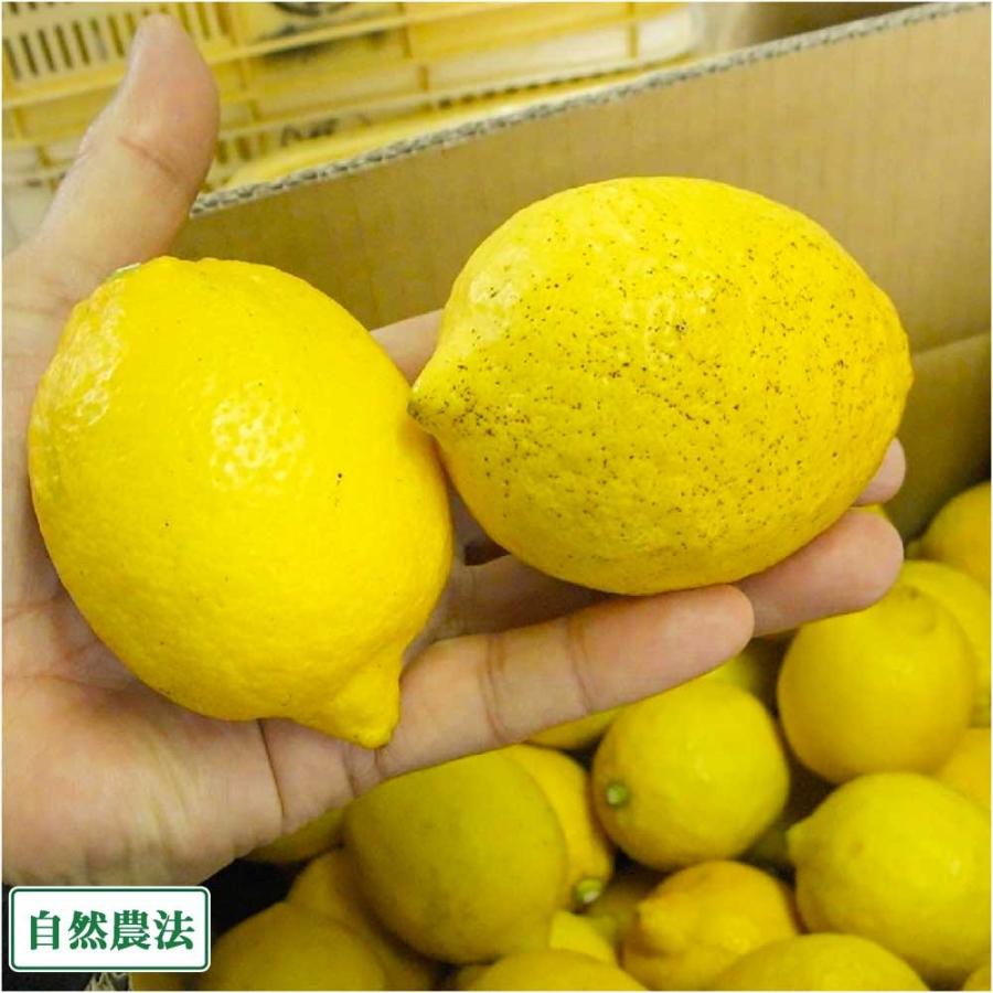 皮ごと様々な用途に使える無農薬レモン ギガランキングｊｐ