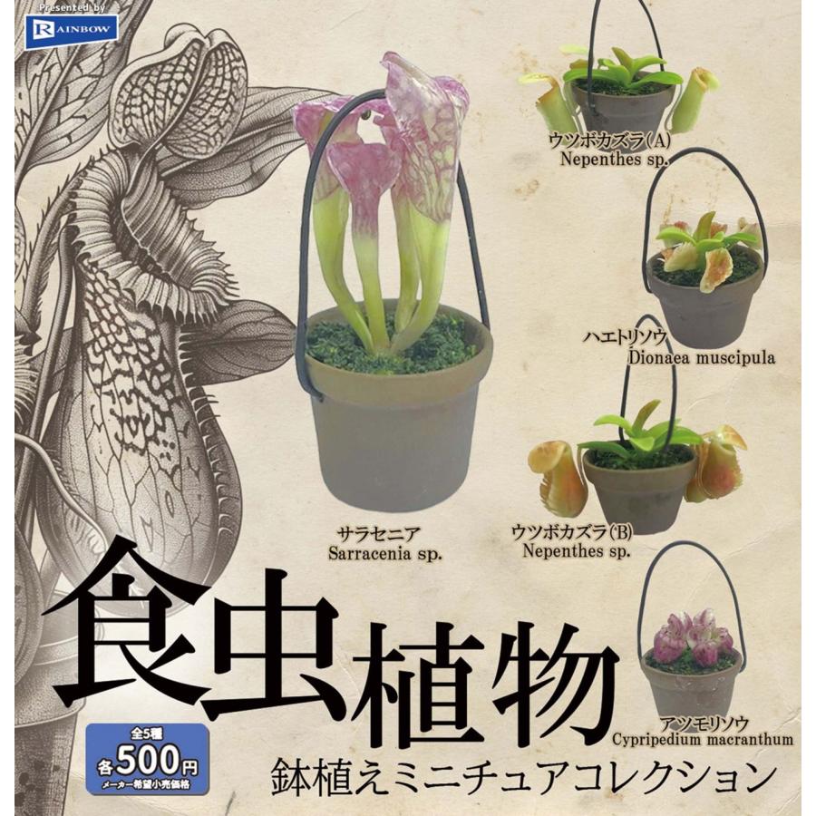 食虫植物 鉢植えミニチュアコレクション 全5種セット 【2025年7月予約