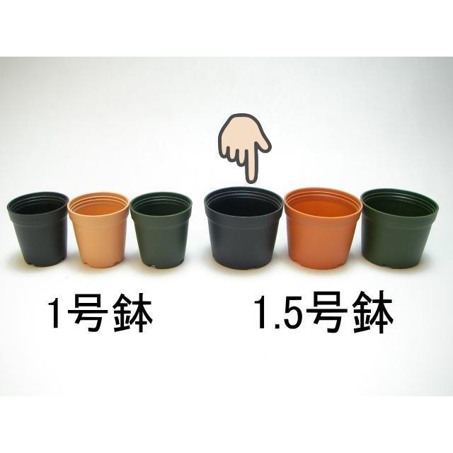 1.5号プラ鉢-黒 超ミニサイズ 1個売り[1-7B] : フラワーショップ江口