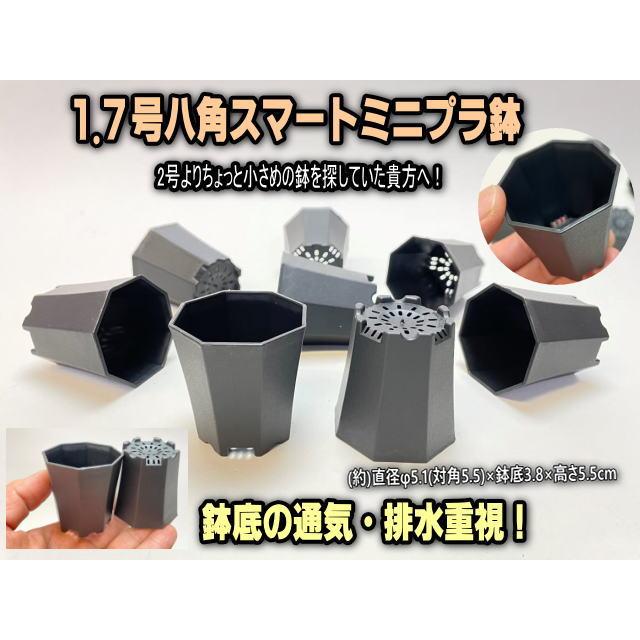 1.7号八角スマート◇高機能ミニプラ鉢(直径φ5.1(対角5.5)×鉢底3.8×高さ