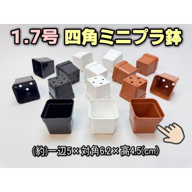 1.7号四角プラ鉢-茶-超ミニサイズ 1個売り : フラワーショップ江口