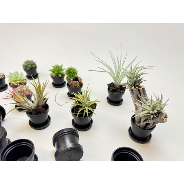 多肉植物 ミニ桃太郎♡ 抜き苗！ １号プラ鉢付き！ 多肉植物 ミニ桃太郎♡ 抜き苗！ 1号プラ鉢付き！