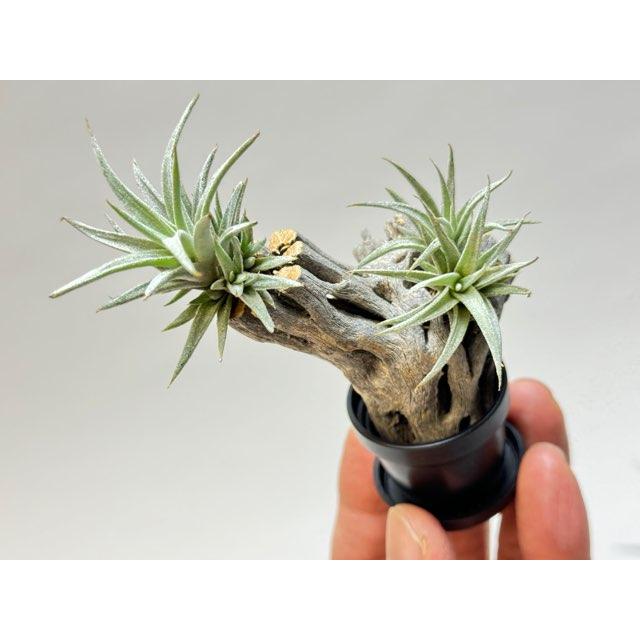 多肉植物 ミニ桃太郎♡ 抜き苗！ 1号プラ鉢付き！ 桃太郎 多肉