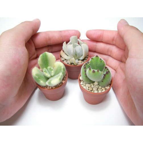 1号プラ鉢-レンガ-超ミニサイズ 1個売り[1-7B] : フラワーショップ江口