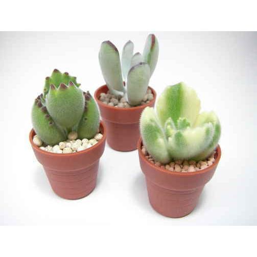 1号プラ鉢-レンガ-超ミニサイズ 1個売り[1-7B] : フラワーショップ江口