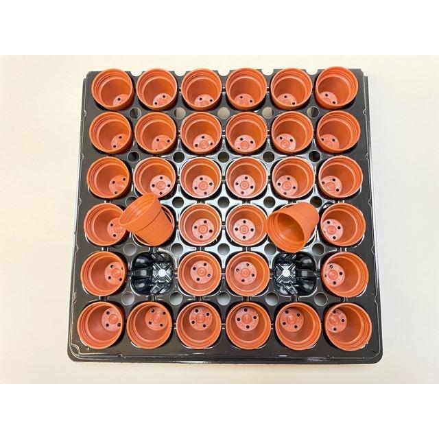 1号プラ鉢ぴったり整理トレイ-厚(ハード)＋1号プラ鉢-レンガ-超ミニ