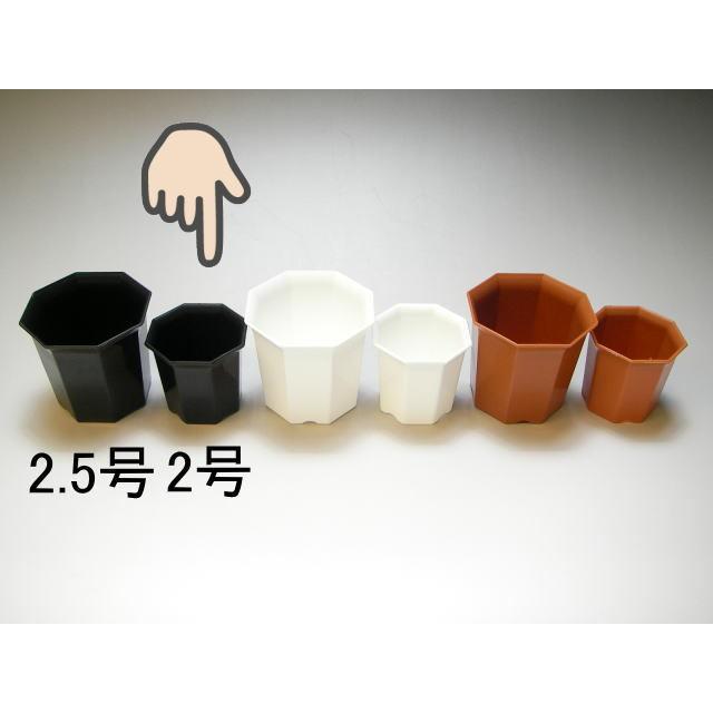 八角縁広プラ鉢(シャトル鉢)-2号小-黒-超ミニ(八角鉢)[2GB] : フラワー