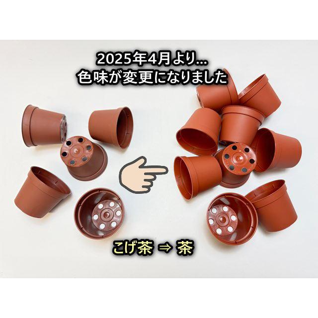 あつこ 1鉢プラス茎2本付き あつこ様専用 1鉢プラス茎2本付き