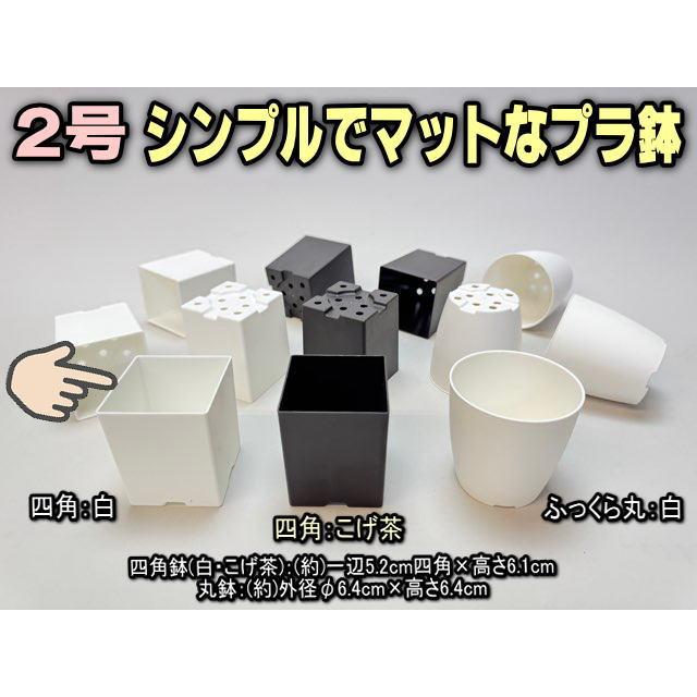 シンプルでマットなプラ鉢2号白-四角 1個売り[2GW]｜fseguchi