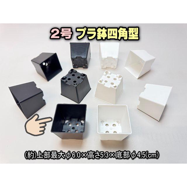 2号プラ鉢四角型-黒色-ミニサイズ※【黒-超ミニ】[2GB 2号プラ鉢四角型-黒色-ミニサイズ※【黒-超ミニ】[2GB