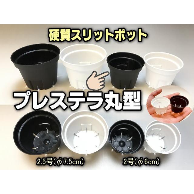 プレステラ丸型2号スリット鉢-ミニサイズ【黒-超ミニ】○＠多肉植物