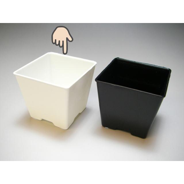 2号プラ鉢ぴったり整理トレイ-厚(ハード)＋2号プラ鉢四角型-白色-ミニ