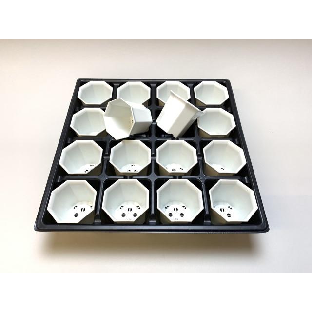 2号プラ鉢ぴったり整理トレイ-薄(ソフト)＋八角縁広プラ鉢-2号小-白