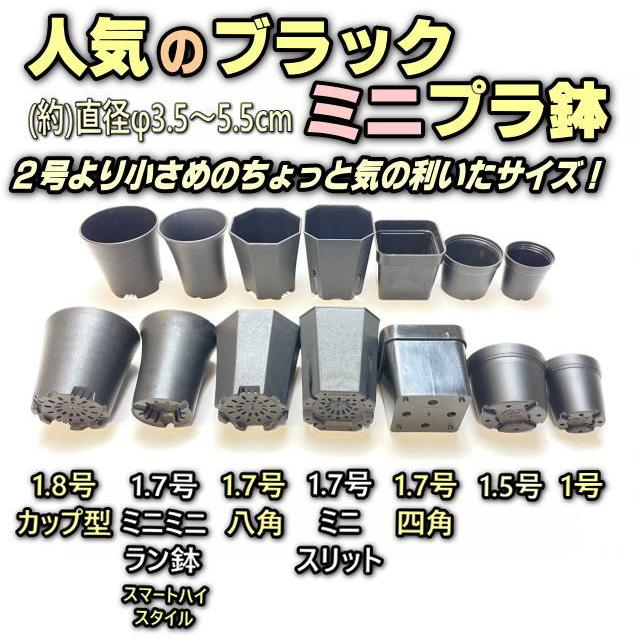 6cmポットや1.7号鉢用四角型枠トレイハーフ：5×5=25鉢用＋1.7号
