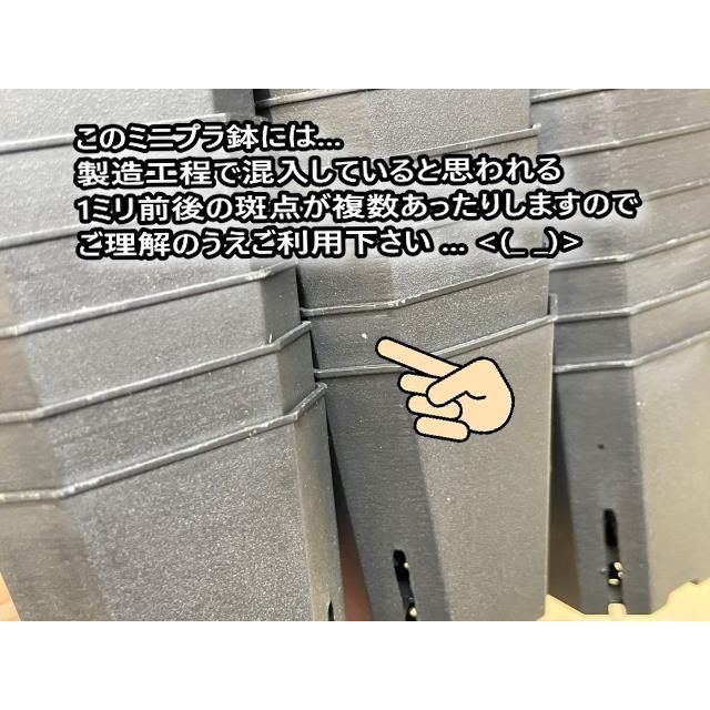 6cmポットや1.7号鉢用四角型枠トレイハーフ：5×5=25鉢用＋1.7号ミニ