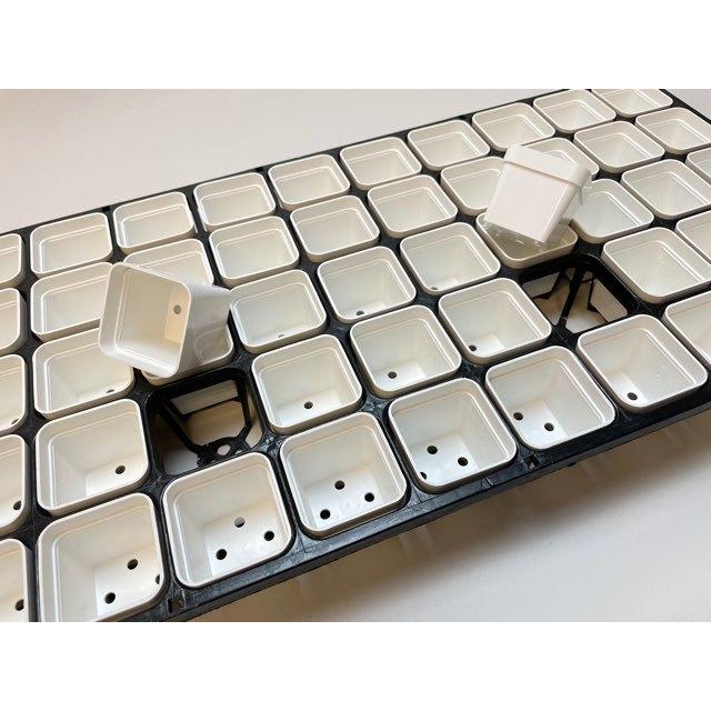 6cmポットや1.7号鉢用四角型枠トレイ：5×11=55鉢用＋1.7号四角プラ鉢