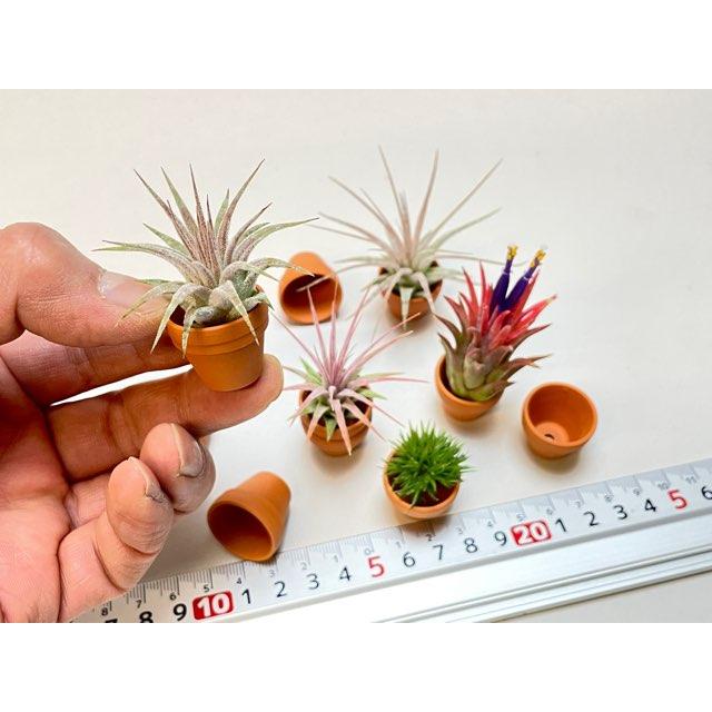 テラコッタ鉢-0.8号/超ミニ(ミニミニ)(外径φ2.4×高さ2cm/☆小さい方