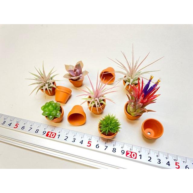 テラコッタ鉢-0.8号/超ミニ(ミニミニ)(外径φ2.4×高さ2cm