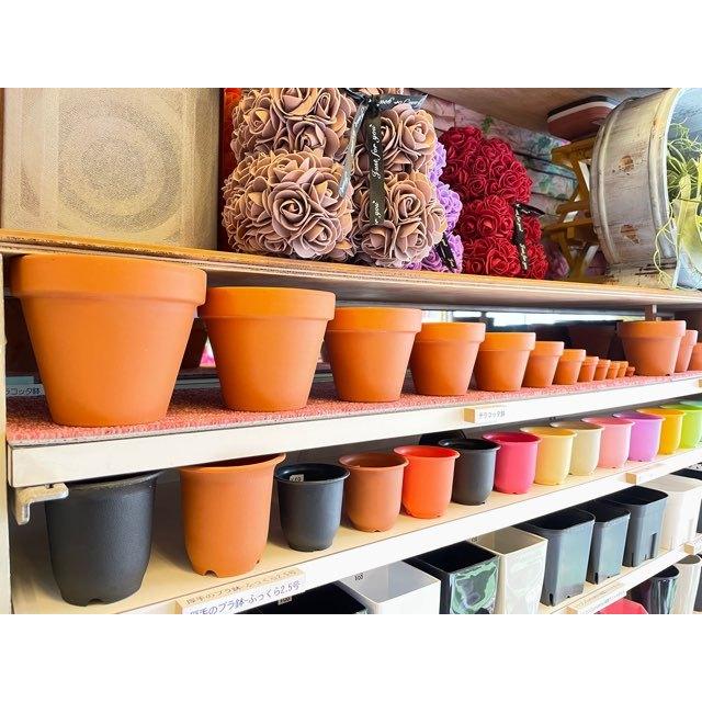 テラコッタ鉢 テラコッタ植木鉢 楕円形 お買い得 希少 バラクラ購入 大