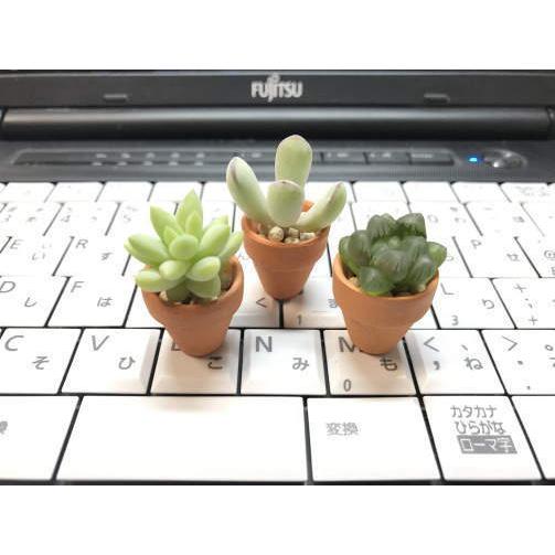 ブルーアイス6寸鉢1セット2鉢、レモンアンドライム7鉢鉢ごと配送致します。 ブルーアイス6寸鉢1セット2鉢、レモンアンドライム7鉢鉢ごと配送