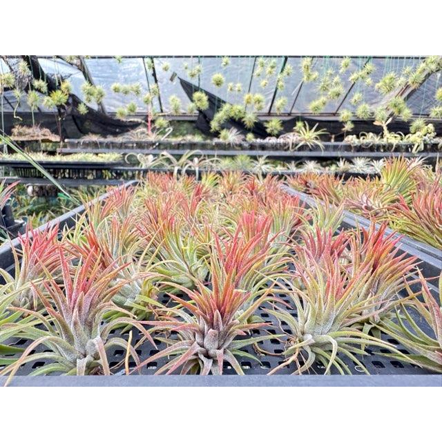 Tillandsia Towering Inferno 速達発送 Tillandsia Towering Inferno 速達発送 - メルカリ