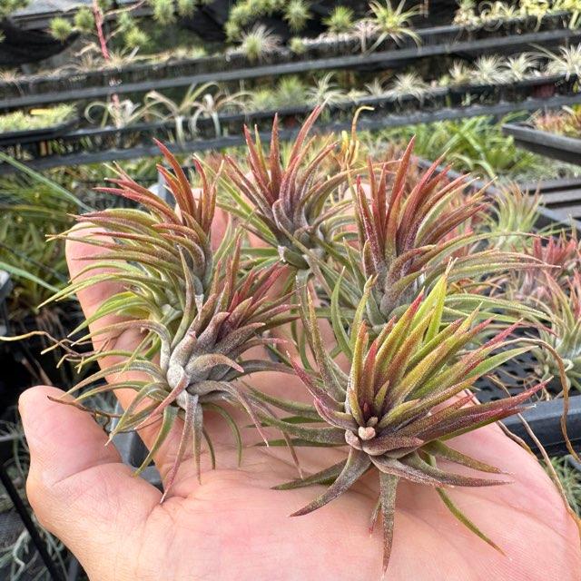 エアープランツ　イオナンタ　確認用 楽天市場】チランジア イオナンタ フエゴ エアプランツ エアー