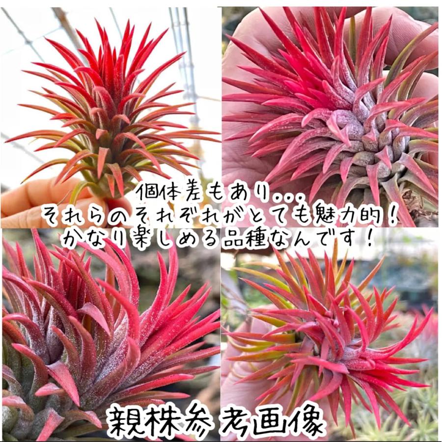 中*Tillandsia生産農場参考画像販売*(約)φ4×4cm前後1株 中*Tillandsia生産農場参考画像販売*(約)φ4×4cm前後1株