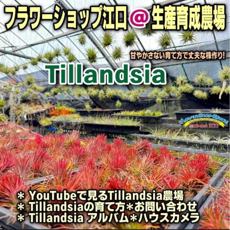 中*Tillandsia生産農場参考画像販売*(約)φ4×4cm前後1株 中*Tillandsia生産農場参考画像販売*(約)φ4×4cm前後1株